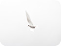 Kría/Arctic Tern (postcard, pk46)