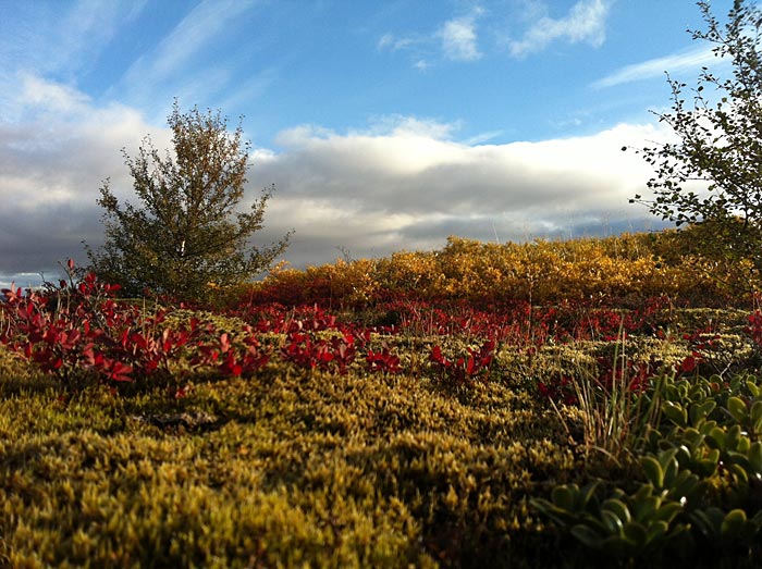 Reykjavík. Golden Circle, but different. - <a href='http://en.wikipedia.org/wiki/ingvellir' target='_blank' class='linksnormal'>Þingvellir</a>. Trees and autumn colors. III. (26 September 2012)