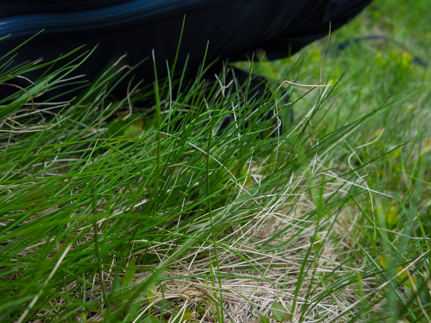 Northern Iceland - Svarfaðardalur. On vacation. - Hiking to lake Skeiðavatn. VI. (21 July 2014)
