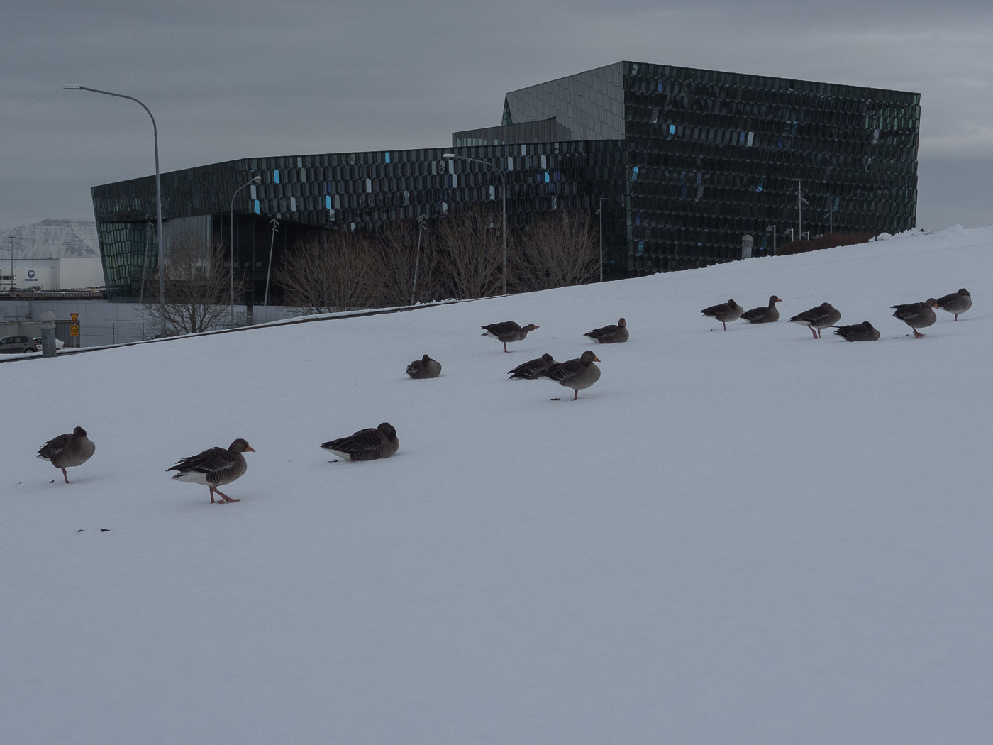 Reykjavík. Miscellaneous LXXXV. - March - winter to spring, but in very short steps ... (8 till 31 March 2015)